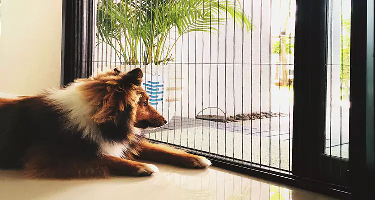 Sliding Screen Pet Door Repair in Estero, FL