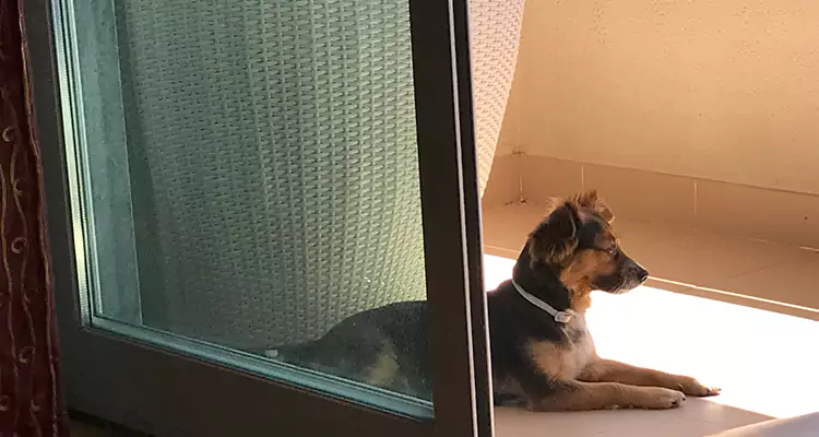 French Door Pet Screen Repair in Estero, FL